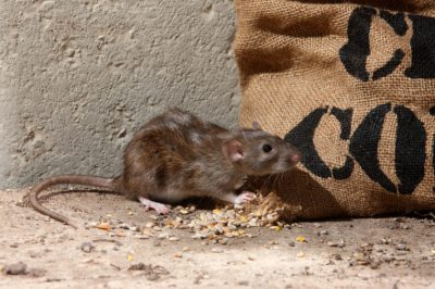 How to Get Rid of Rats - Countryside